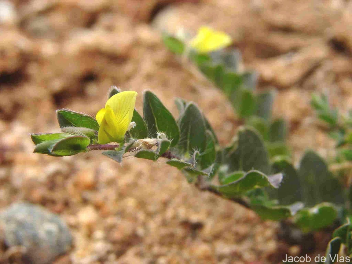 Crotalaria hebecarpa (DC.) Rudd